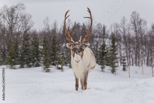 Reindeer in snow © yorgil