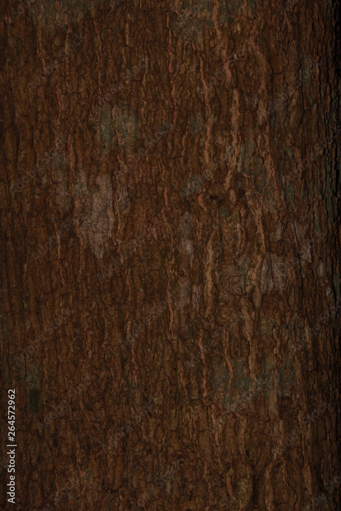 Fototapeta premium Tree Skin,Closeup view of bark of tree.