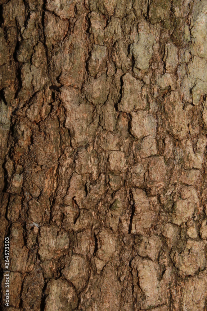 Detailed view of tree trunk for background and templates Detailed view of tree trunk for background and templates