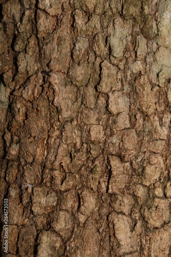 Detailed view of tree trunk for background and templates