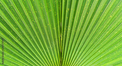 Close up of Vivid Tropical Green Palm Leaf Texture.