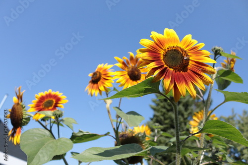 sunflowers in a field