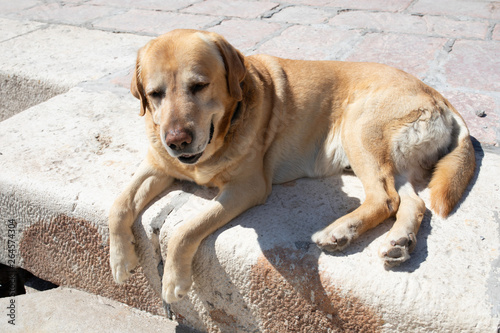 A dog lying in the greek harbour on a sunny day. photo