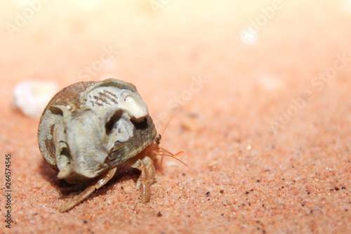 Australian hermit crab