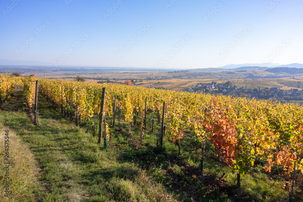 Fototapeta premium a view over a vineyard at Alsace France in autumn light