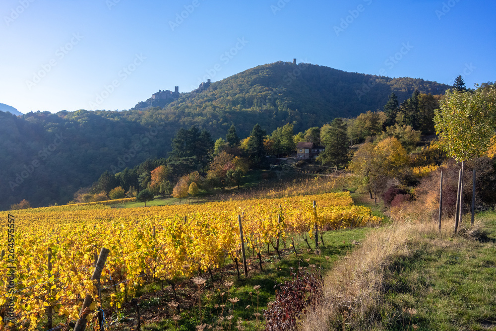 a view over a vineyard at Alsace France in autumn light a view over a vineyard at Alsace France in autumn light
