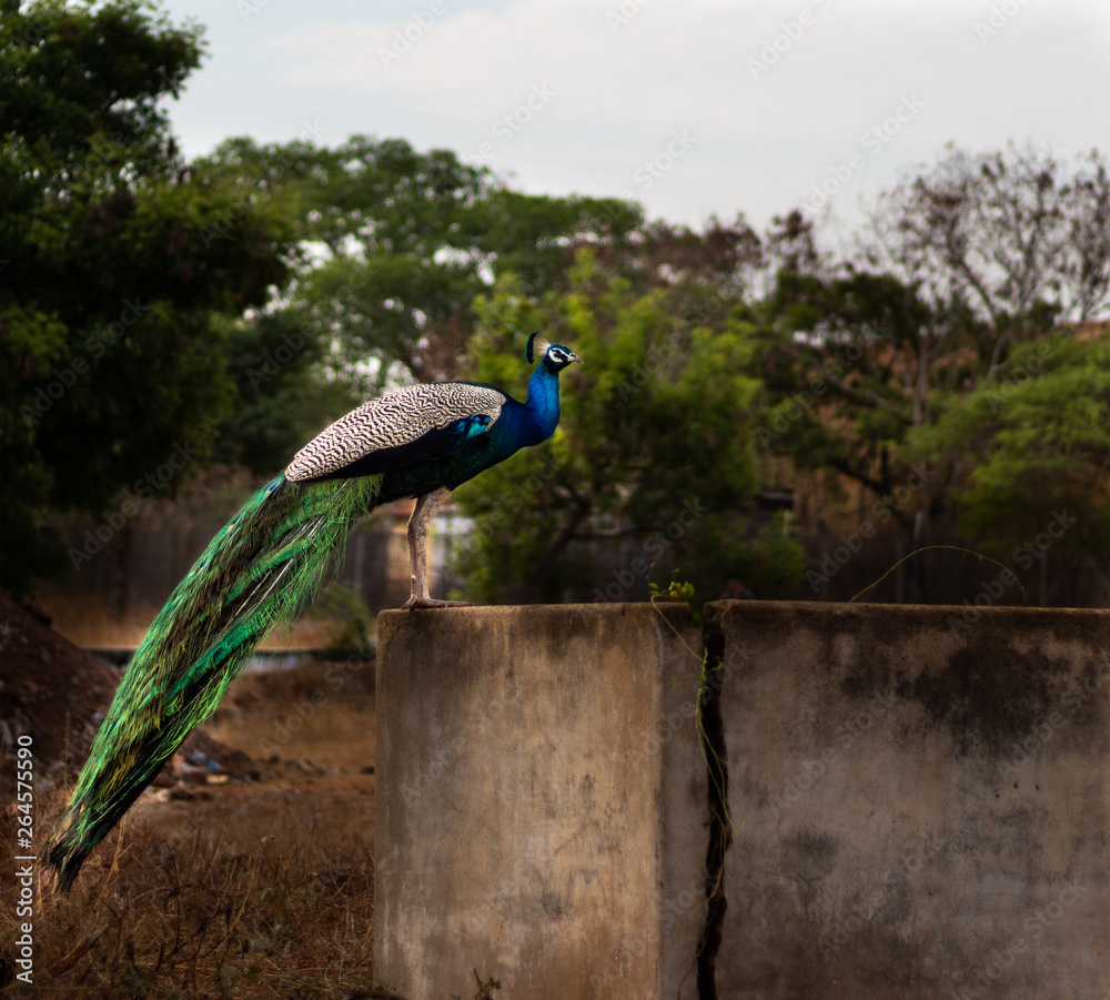 Obraz premium Peacock sitting on wall