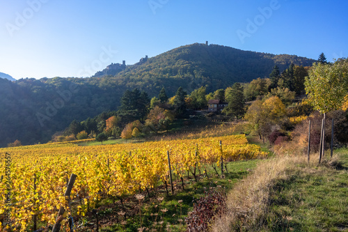 a view over a vineyard at Alsace France in autumn light