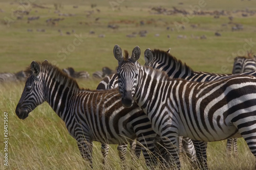 Zebra  safari