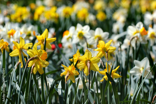 White and yellow daffodil flowers