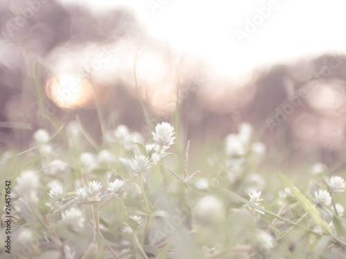 Wild meadow flower grass beautiful flowers spring field © Parichart