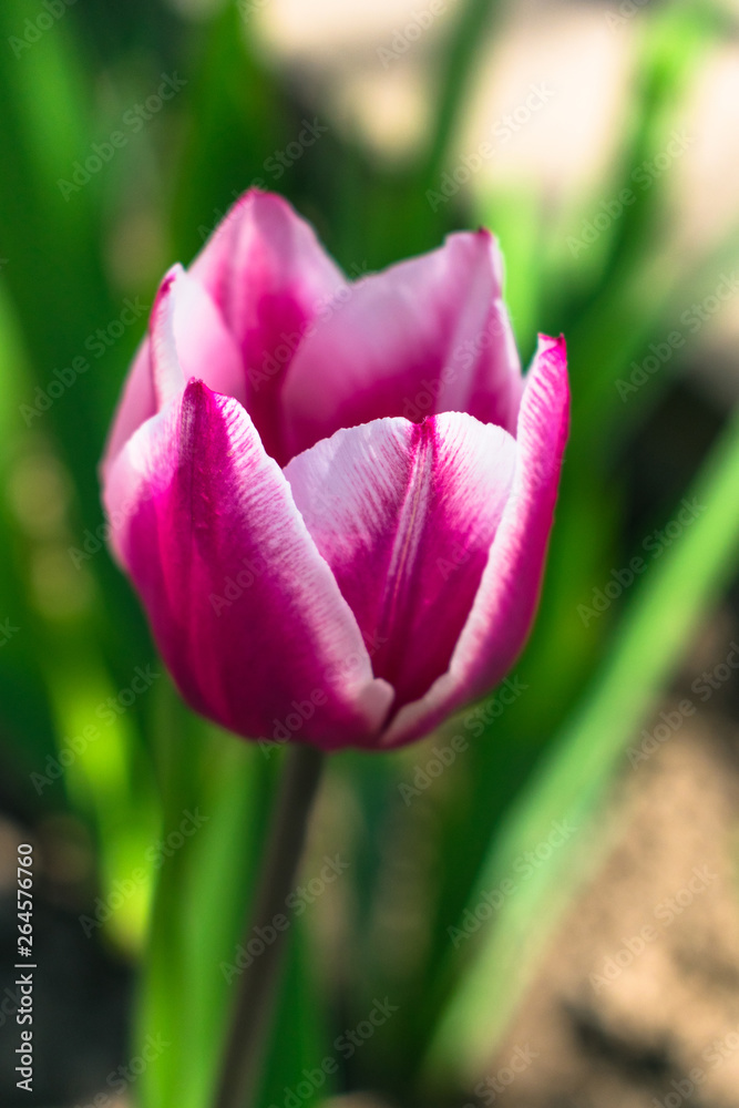 Purple Tulip in the garden. Wonderful Contrast Colors Blurred Bokeh Background Purple Tulip in the garden. Wonderful Contrast Colors Blurred Bokeh Background