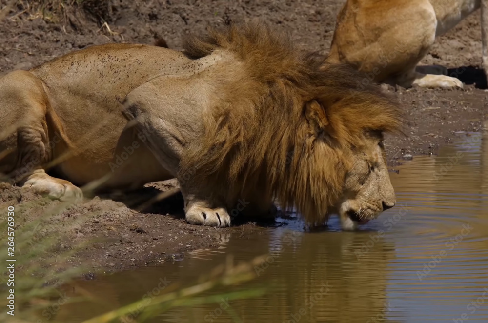 Obraz premium Lion, safari