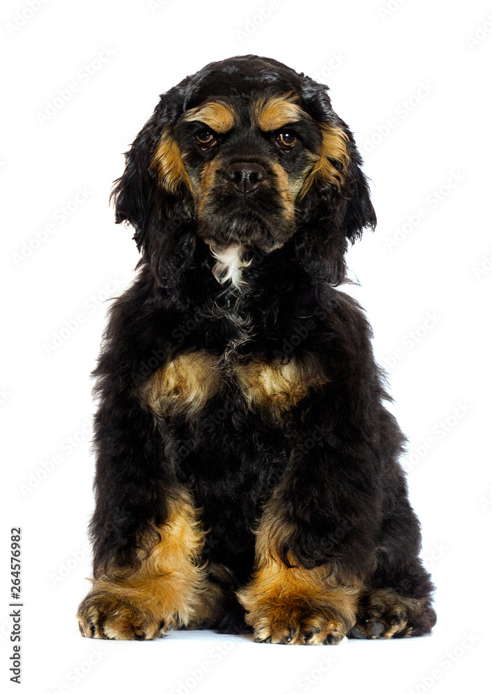 spaniel dog on white background