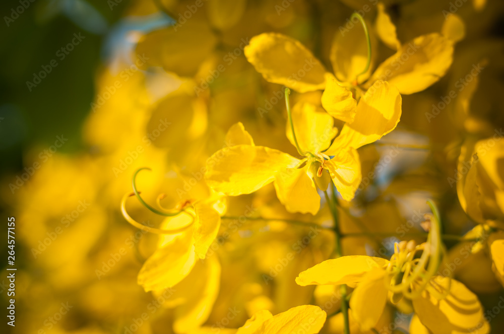 Close up Golden Shower Tree flower bloom sun light blur background, Cassia fistula, Thailand flower national Close up Golden Shower Tree flower bloom sun light blur background, Cassia fistula, Thailand flower national