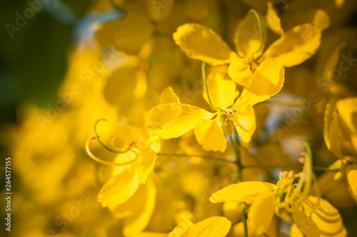 Close up Golden Shower Tree flower bloom sun light blur background, Cassia fistula, Thailand flower national photo