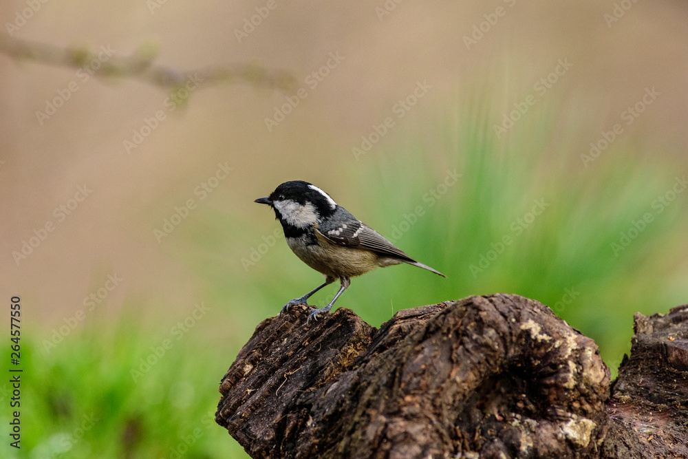 Obraz premium Uccelli, Cince