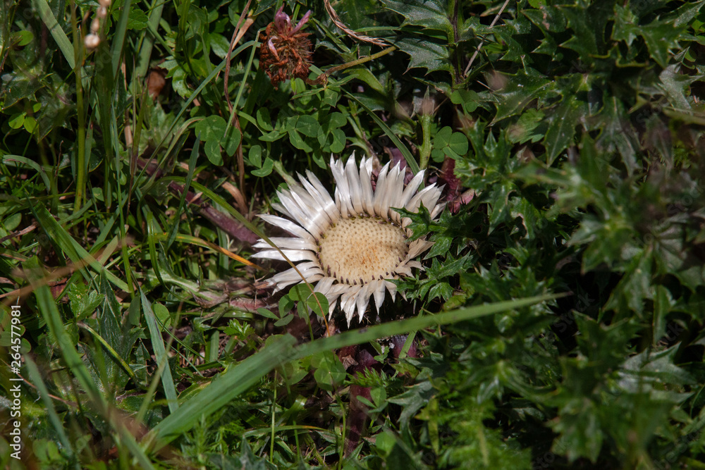 Eine wilde Distel blüht in den österreichischen Bergen Eine wilde Distel blüht in den österreichischen Bergen