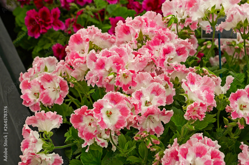 Flowering Pelargoniums 'Delli' in a container Flowering Pelargoniums 'Delli' in a container
