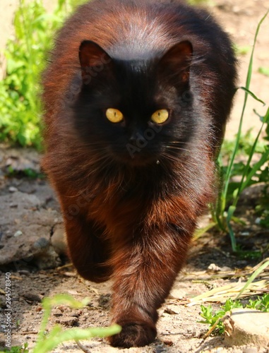  black fluffy siberian cat bikit