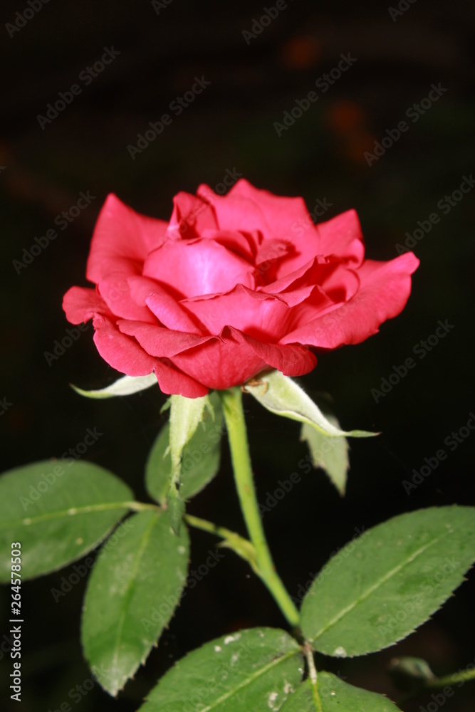 Vibrant rose flower blooming