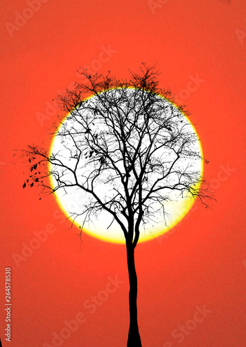 silhouette tree on sunset © rathchapon