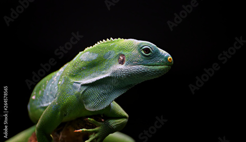 Lizard Gecko Reptile wildlife dragon