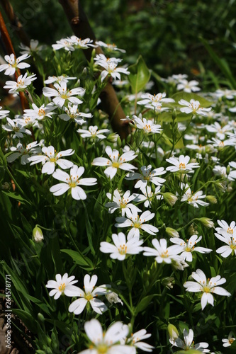 spring first white flowers in the garden