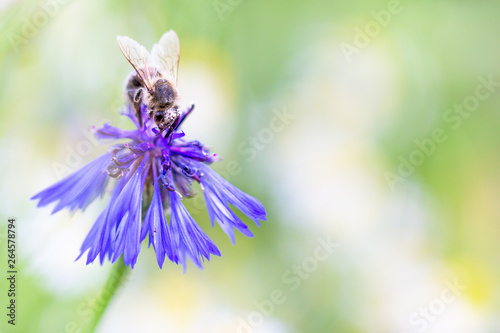 bee on a flower