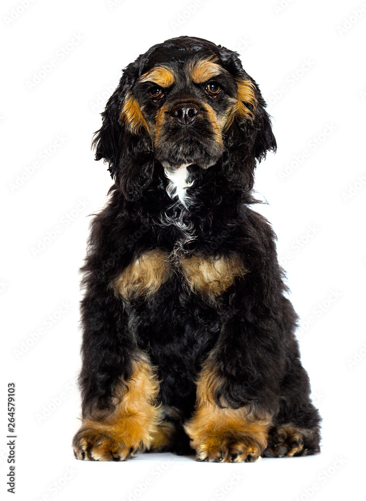 spaniel dog on white background