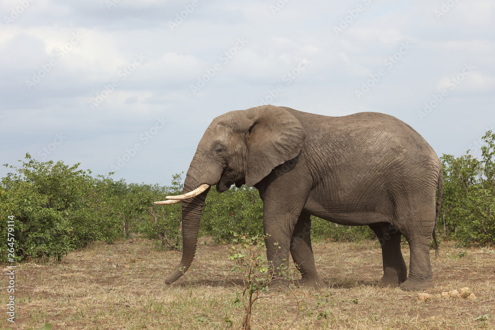 Fototapeta premium Afrikanischer Elefant / African elephant / Loxodonta africana