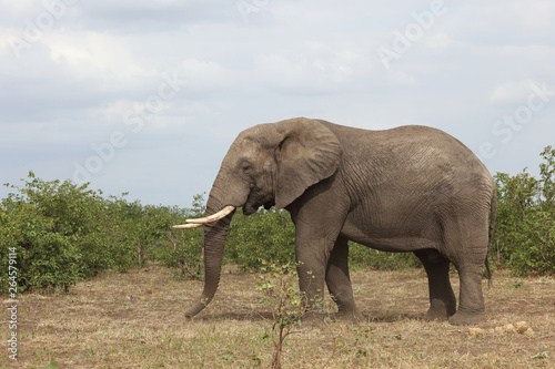 Afrikanischer Elefant   African elephant   Loxodonta africana