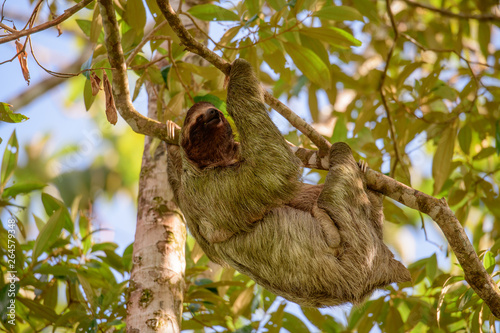 three toed sloth with baby © jtplatt