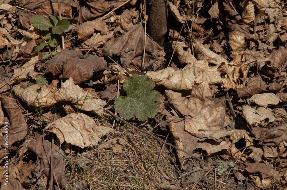 the first living leaf in spring the first living leaf in spring