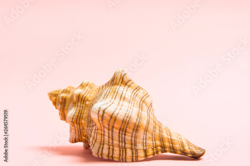 Natural big sea shell on pink background with copy space. Marine souvenir. Summer concept with seashella