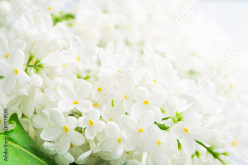 Spring and summer concept with white light fresh aroma lilac. Fragrance concept background. Beautiful blossom springtime. Interior decoration. Closeup view