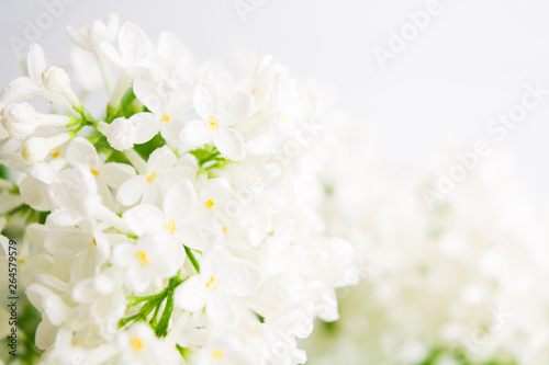 Fototapeta Naklejka Na Ścianę i Meble -  Spring and summer concept with white light fresh aroma lilac. Fragrance concept background. Beautiful blossom springtime. Interior decoration. Closeup view