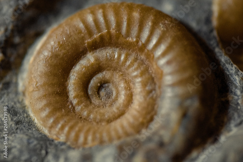 Versteinerter Ammonit 