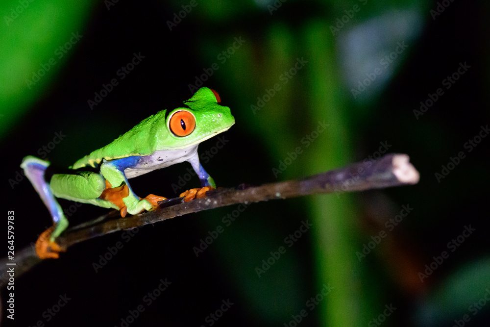 red eyed tree frog on a plant