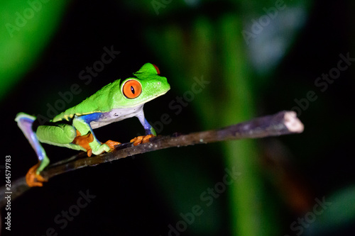 red eyed tree frog on a plant © jtplatt