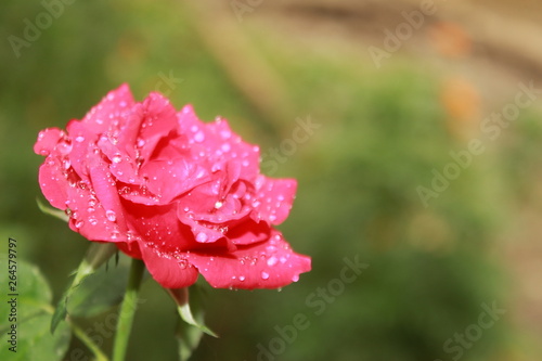 Water drops on pink rose in garden copy space.