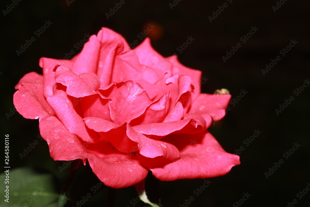 Single pink rose on black background  copy space