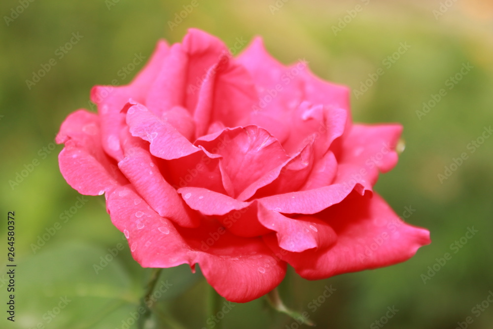 Bright pink rose close up