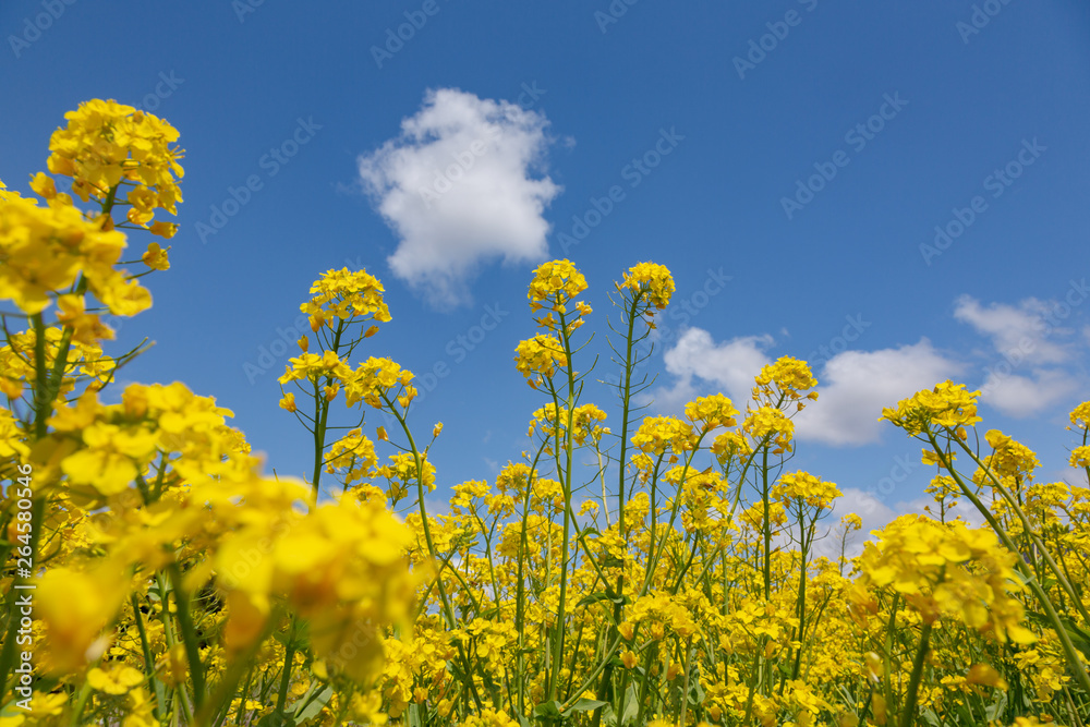 Obraz premium 菜の花と青空と雲