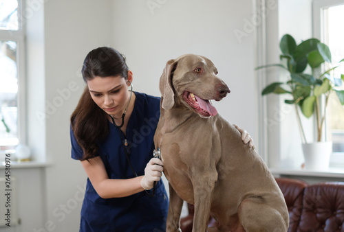 Fototapeta Naklejka Na Ścianę i Meble -  Veterinary surgeon and weimaraner dog at vet clinic