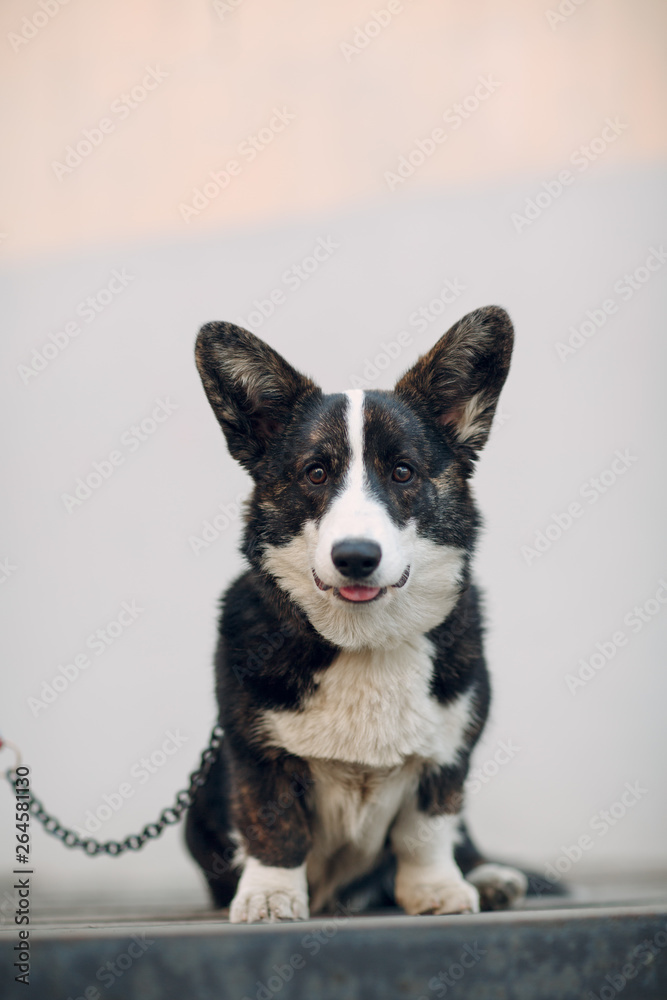 Corgi welsh cardigan smiling puppy dog