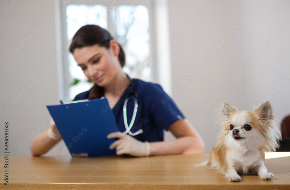 Veterinary surgeon and chihuahua dog at vet clinic Veterinary surgeon and chihuahua dog at vet clinic
