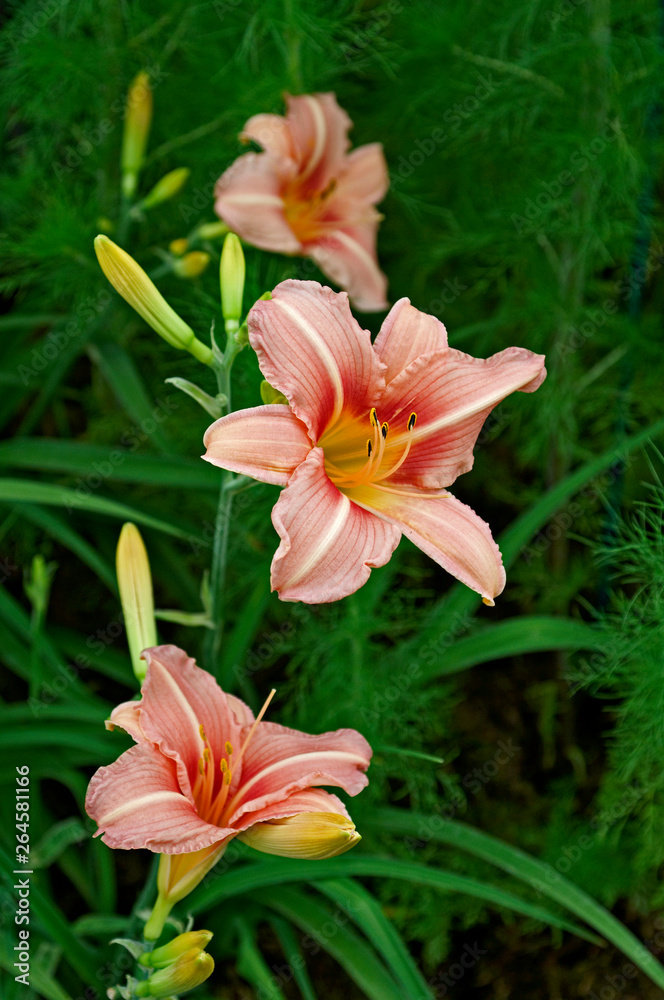 Flowering Hemerocallis 'Stoke Poges' in a country garden