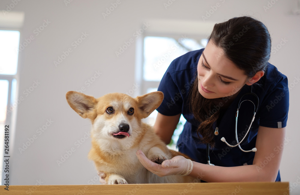 Veterinary surgeon and corgi dog at vet clinic Veterinary surgeon and corgi dog at vet clinic