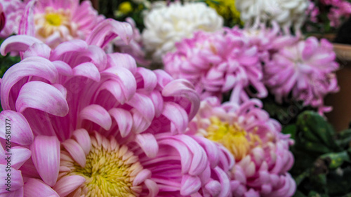 Chrysanthemums  or mums or chrysanths  flowering plants of the genus Chrysanthemum in the family Asteraceae. Native to Asia and northeastern Europe. In light pink color  close up.